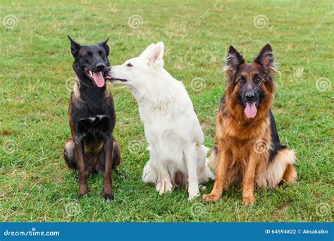 Dogs Sitting On The Lawn Stock Photo Image Of Friend 64594822