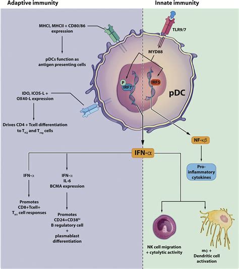 Plasmacytoid Dendritic Cell In Immunity And Cancer Journal Of