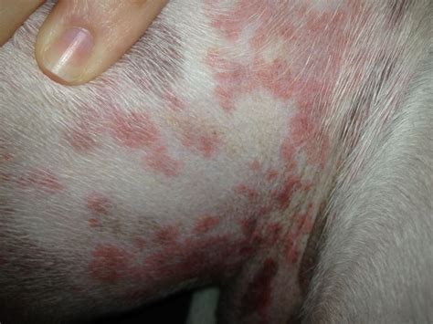 Dog Skin Rash Causes Symptoms Treatment And Home Remedies Dogs