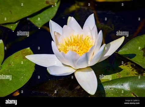 White Lotus With Yellow Pollen On Surface Of Pond Stock Photo Alamy