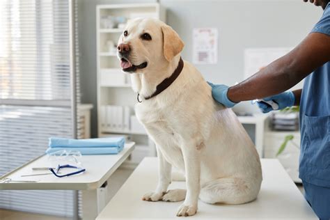Dog Sperm Dog Semen Canine Semen Sales