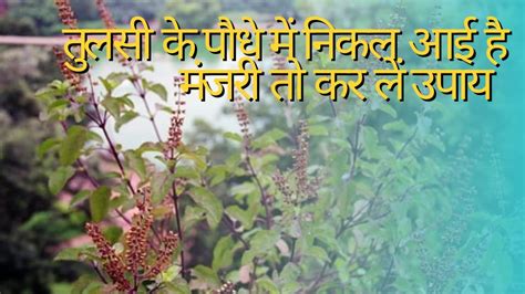 Tulsi Upay Do These Remedies With Manjari Maa Lakshmi Blessed You Manjari Ke Totke In Hindi