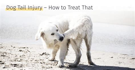 Dog Tail Injury How To Treat That Medrego Types Causes And