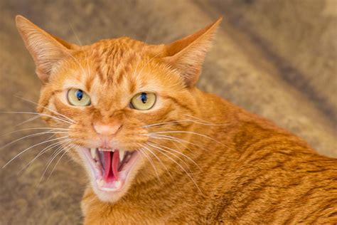 Why Do Cats Growl 7 Cat Growling Meanings