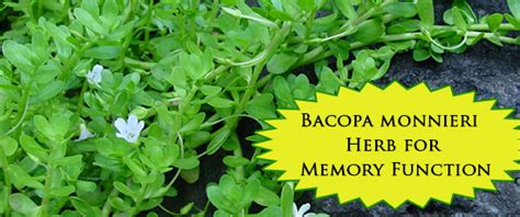 What vitamins are good for brain and memory? Bacopa monnieri Herb for Memory Function