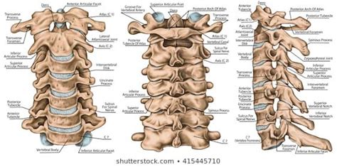 Cervical Spine Structure Vertebral Bones Cervical Bones Anatomy Of