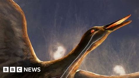 Fossil Sheds Light On Evolution Of Birdsong Bbc News