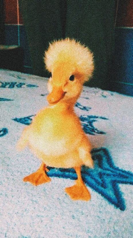 Aesthetic Duckling Pic Voice