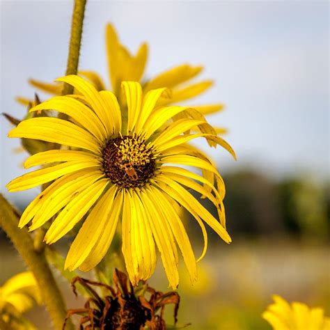 Compass Plant Seeds Silphium Laciniatum American Meadows