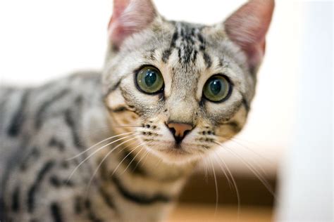 Cat Tips The Bengal Cat Personality