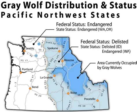 History And Distribution Of The Gray Wolf In The Pacific Northwest