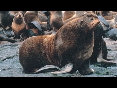 Facts: The Northern Fur Seal - YouTube