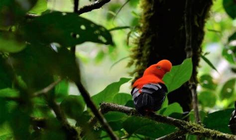 Birding In Peru Manu Birding Tours Peru Bird Watching