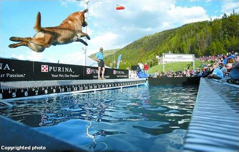 Now is the time for @vp @mike_pence to start the 25th amendment process. Dogs dive right in at competition | AspenTimes.com