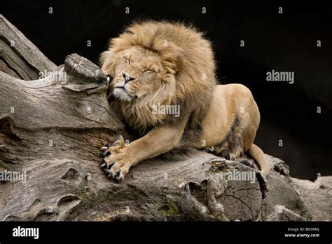 Lion Mâle Ses Griffes Daffûtage Panthera Leo Banque Dimages Photo