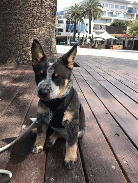 Australian stumpy tail cattle dog's body. Logan 12 weeks old | Blue heeler puppies, Heeler puppies ...