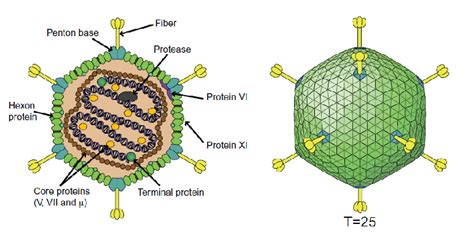 2 Right Schematic 3d Structure Of Adenovirus Icosahedral Capside