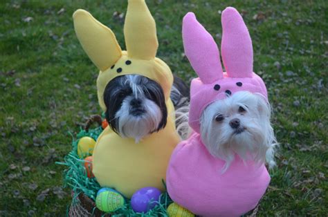 Custom Made Easter Candy Dog Costume For Your Small Petdog