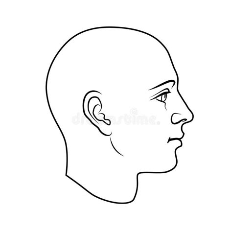 Human Head Side View Stock Illustrations 6703 Human Head Side View