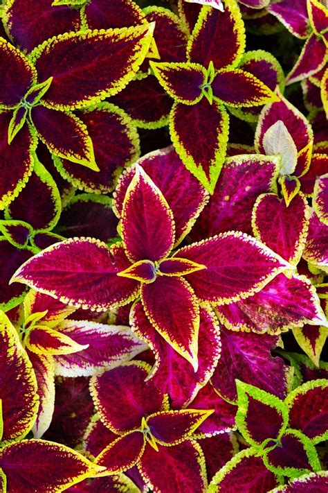 Coleus Plant Care And Propagation Flowersandflowerthings Plants