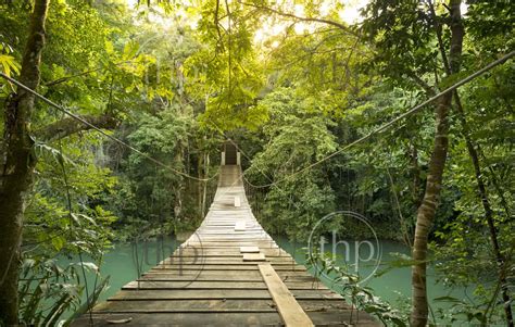 Footbridge Over River In Tranquil Forest In Belize Thpstock