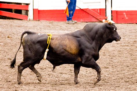 Jdh king of clubs manso is a low birth weight, calving ease brahman bull that sires feminine. Black Brahman Bull by DWDStock on DeviantArt