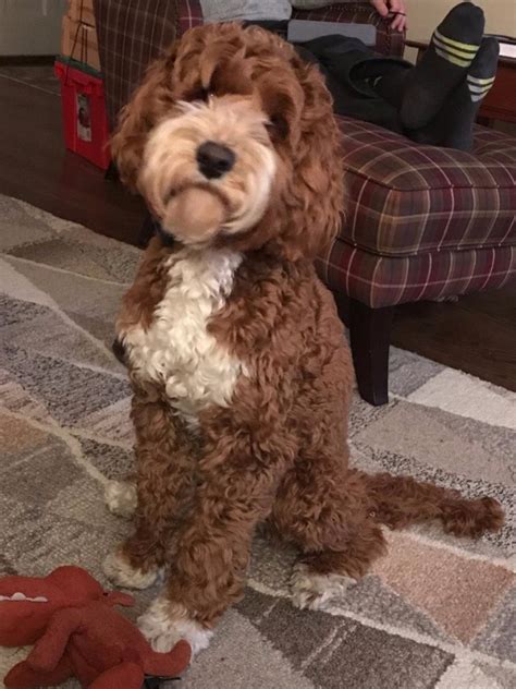 Labradoodle puppies in asheville, nc. Puppies for sale - Australian Labradoodle, Australian ...