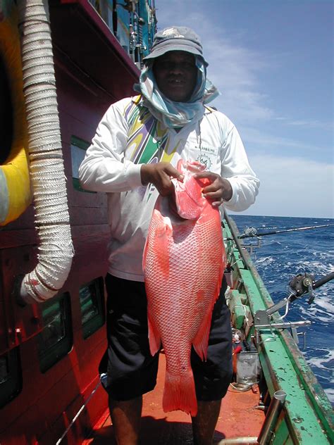 Resepi sup ikan merah tak hanyir, best jika ikut cara ini via daridapur.com. Ikan Merah | Pancing laut dalam Plantar Chakrawala | Hakim ...