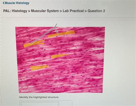 Histology Of The Respiratory System Lab