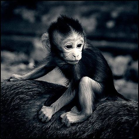 The Newborn By Michael Garbutt Primates Baby Animals Cute Animals