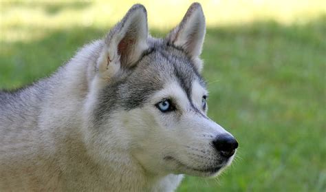 Siberian Husky Dog Breed Information