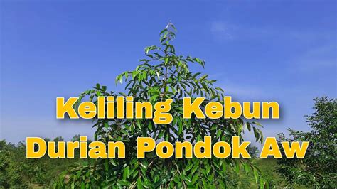 Kebun Durian Pondok Aw Jasinga Di Musim Kemarau Youtube