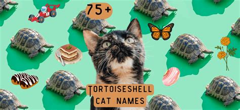 Tortoiseshell Cat Names 75 Ideas For Your Tortie