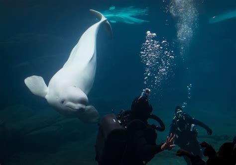 Vancouver Aquarium Bringing Back Belugas Despite Mysterious Deaths