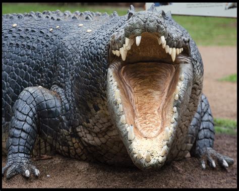 Alligators and crocodiles are two of the oldest creatures on earth. Best Jungle Life: Crocodiles & Crocodile Pics