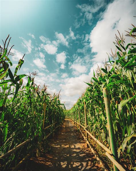 A Pathway Between The Corn Crops · Free Stock Photo