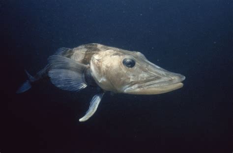 Antarctic Icefish Characteristics And Facts