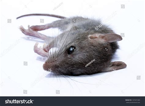 A Dead Grey House Or Field Mouse Aka Mus Musculus The Common Mouse
