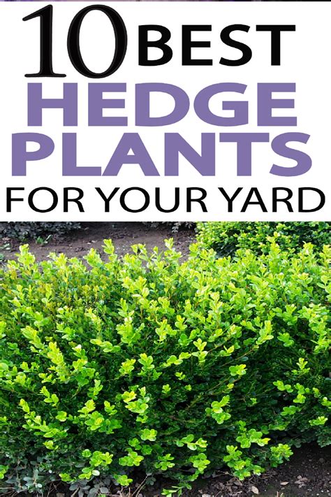 Top 13 Best Hedge Plantsby Zone Hedges Landscaping Supplies Plants