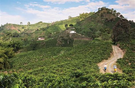 La Ruta del café en Colombia conoce las ciudades que conforman este