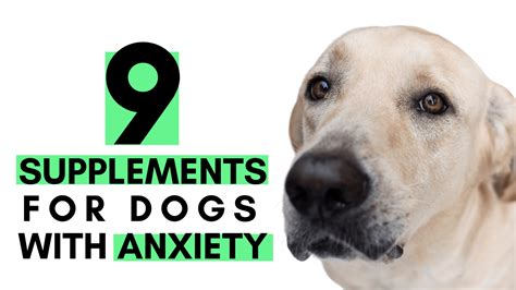 9 Supplements For Dogs With Anxiety The Canine Health Nut