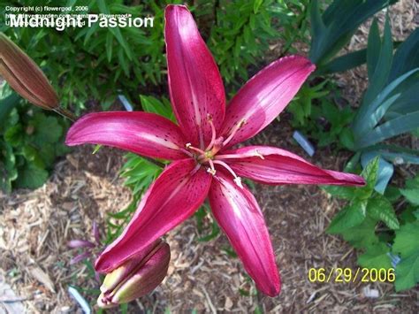 Plantfiles Pictures Asiatic Lily Midnight Passion Lilium By Flowergod