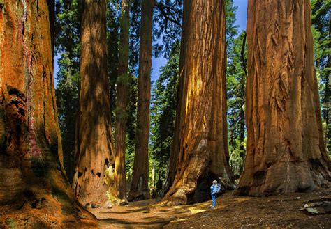 11 Things You Didnt Know About Sequoia And Kings Canyon