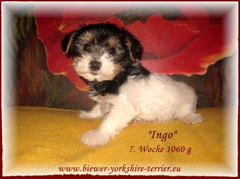Dog breed profile and information. Biewer-Yorkshire-Terrier Welpen (1 W. u. 1 R.) - Tiermarkt.net