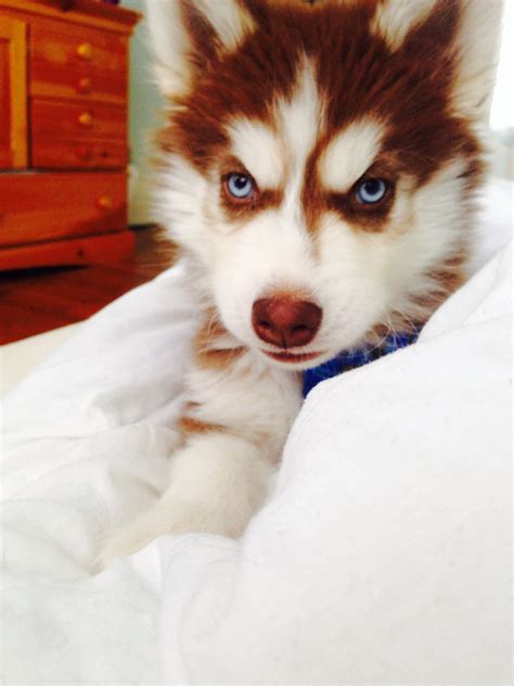 Husky puppy | Funny dog pictures, Husky puppy, Siberian husky dog