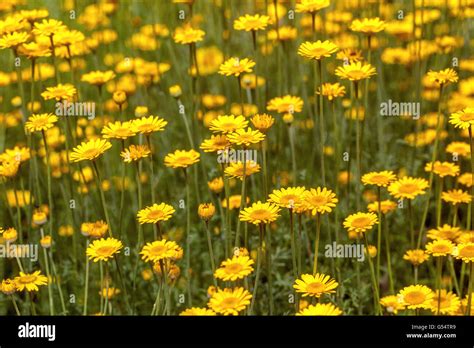 Cota Tinctoria Golden Marguerite Or Yellow Chamomile Stock Photo Alamy