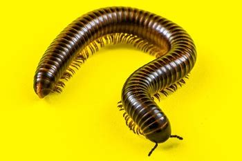 But how many legs do they have exactly, and why do they need so many? How Many Legs Do Millipedes Have? - FactAway