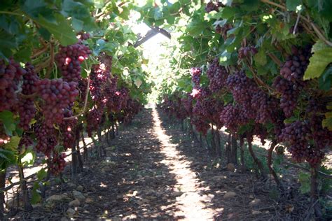 How To Grow Grapes In Zimbabwe How To Grow Info