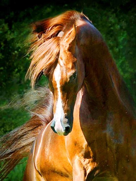 Pin By خالد العبادي Khaled Alabbade On خيول رائعه Wonderful Horses