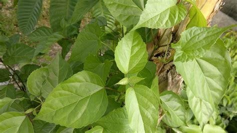 Check spelling or type a new query. PHOTO N WHAT EVER: daun daun